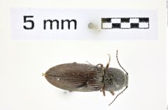 Foto (Dorsalansicht) von Tesolasomus funereus (Brown, 1936) (NHMW-ZOO-COL-0008360)
